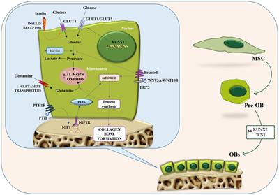 Metabolic features of myeloma cells in the context of bone microenvironment: Implication for the pathophysiology and clinic of myeloma bone disease